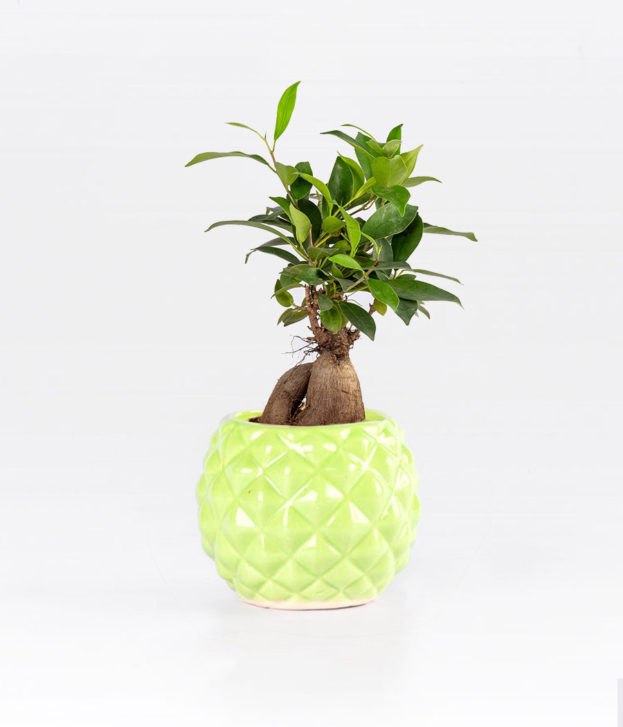 Large Ficus Bonsai Plant in Green Ceramic Planter
