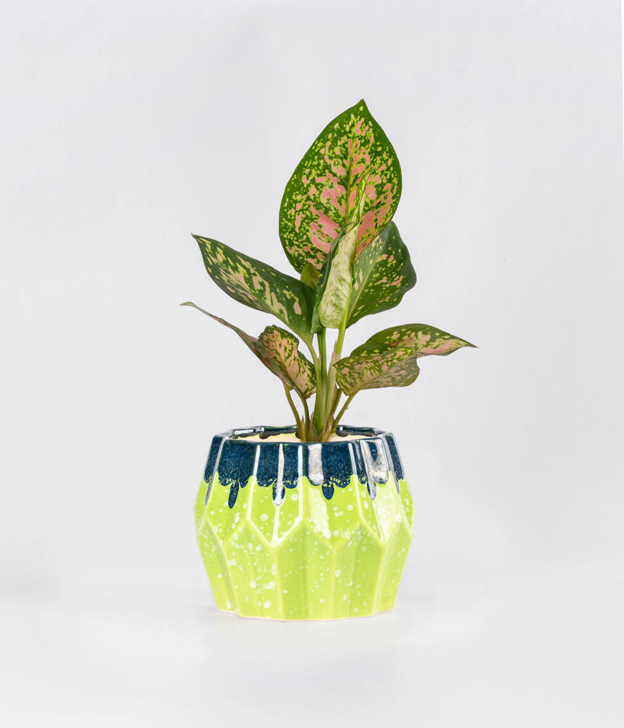 Aglaonema Pink Plant in Dual Tone Green Ceramic Planter