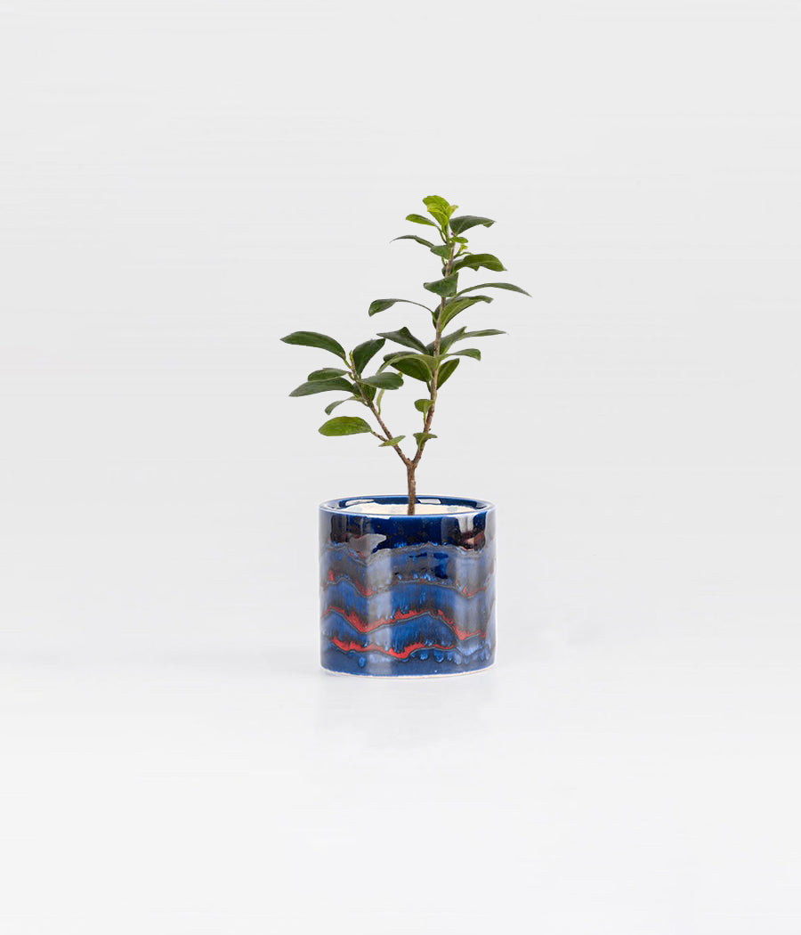 Ficus Compacta plant in Glazed Ceramic Planter