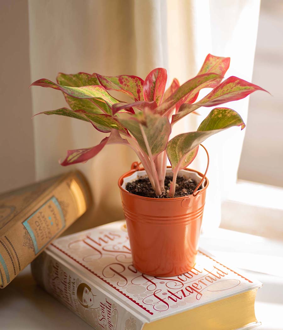 orange desk bucket planter