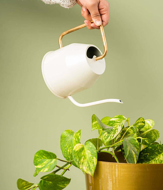 Watering Can/Kettle in Ivory/Gold Colour