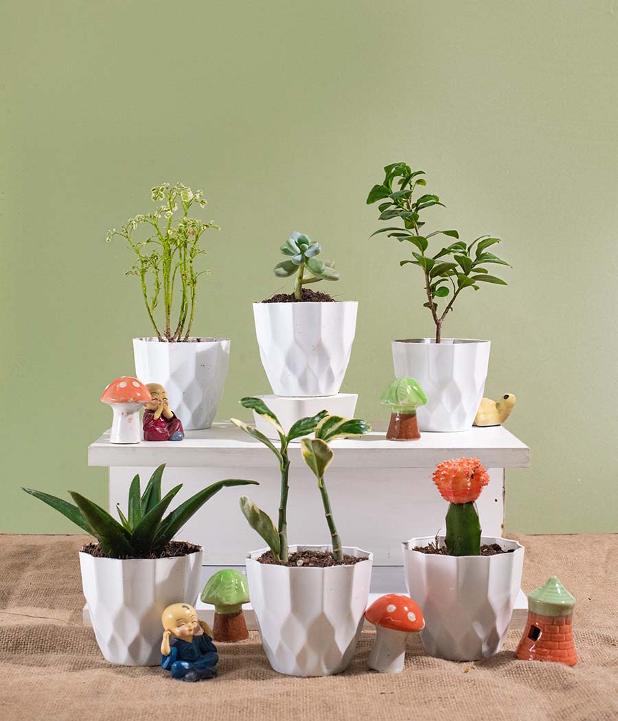 Set of 6 Indoor Plants in White Pot
