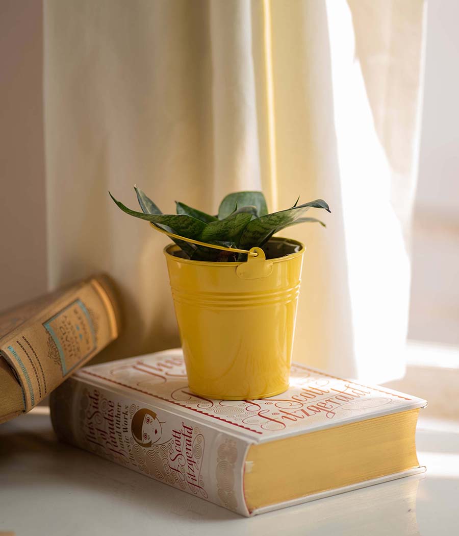 yellow desk bucket planter