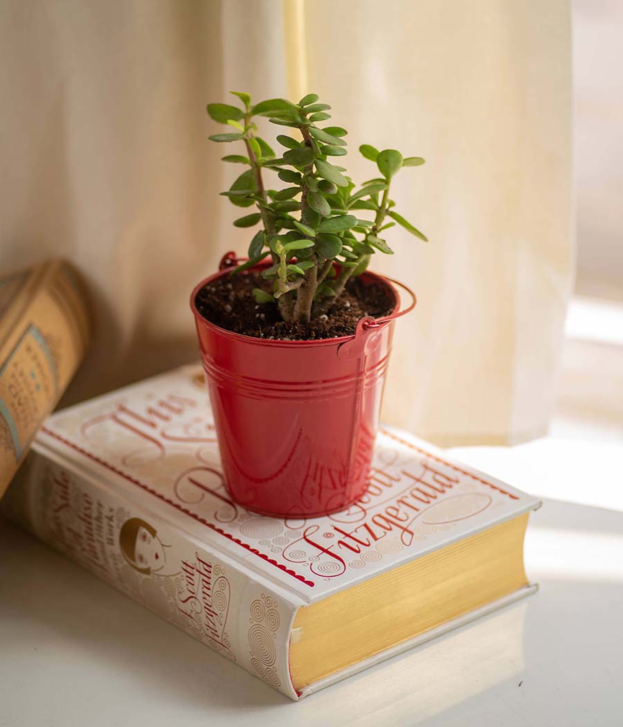 red desk bucket planter