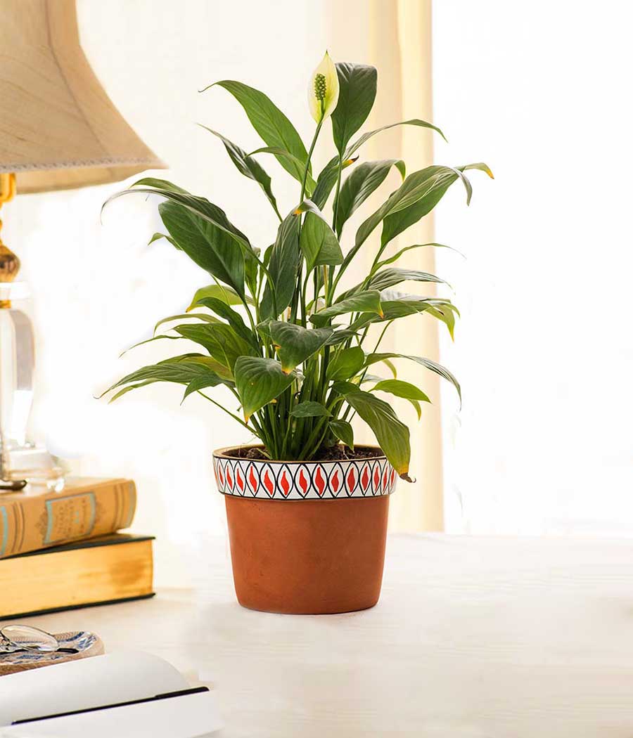 Peace Lilly Plant in Hand Terracotta Planter