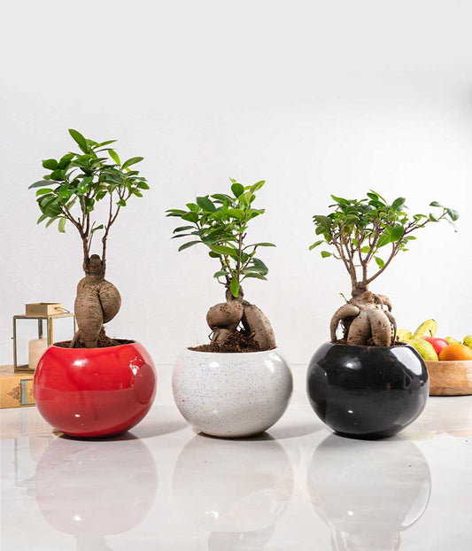 Ficus Bonsai Plant : Set of 3
