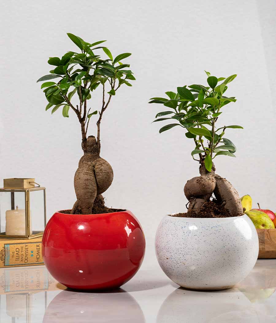 Ficus Bonsai Plant : Set of 2