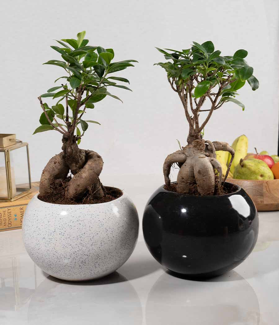Ficus Bonsai Plant : Set of 2