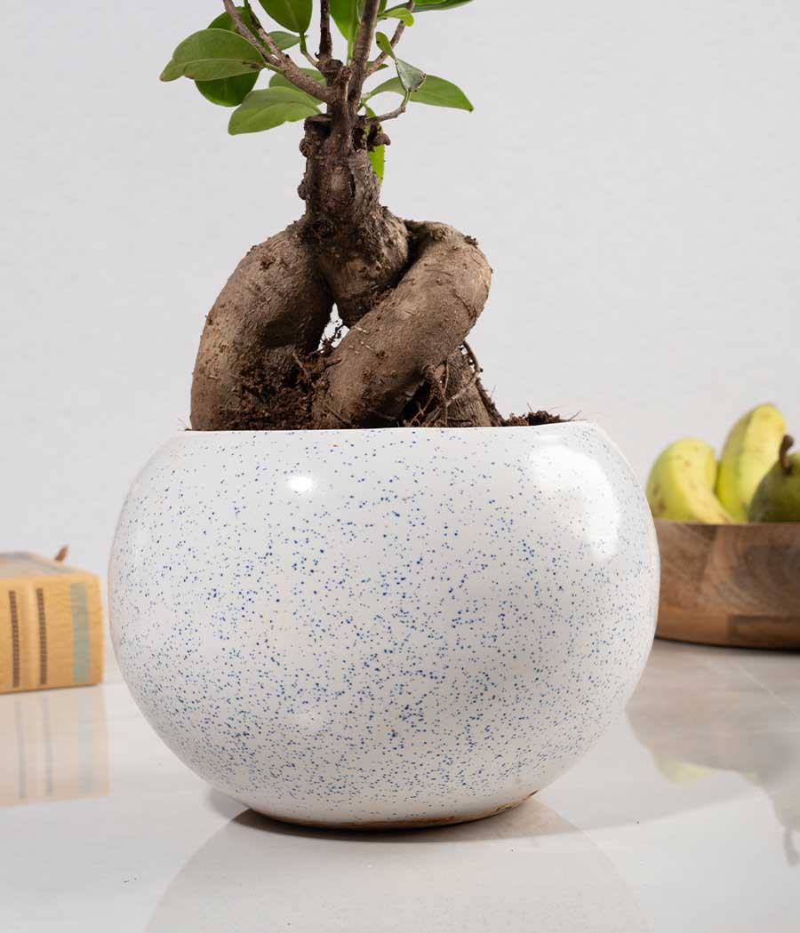 Ficus Bonsai Plant in Round Planter