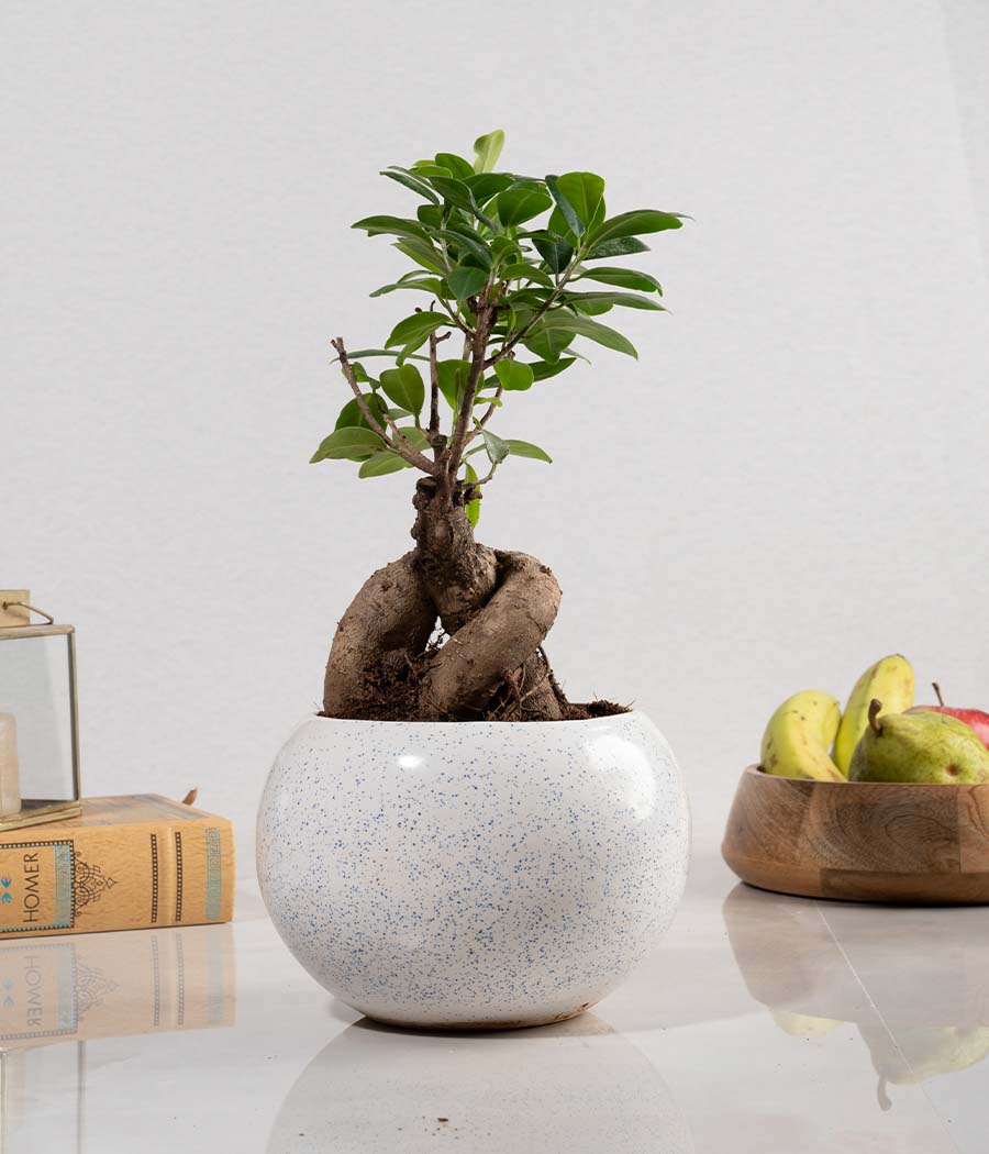Ficus Bonsai Plant in Round Planter