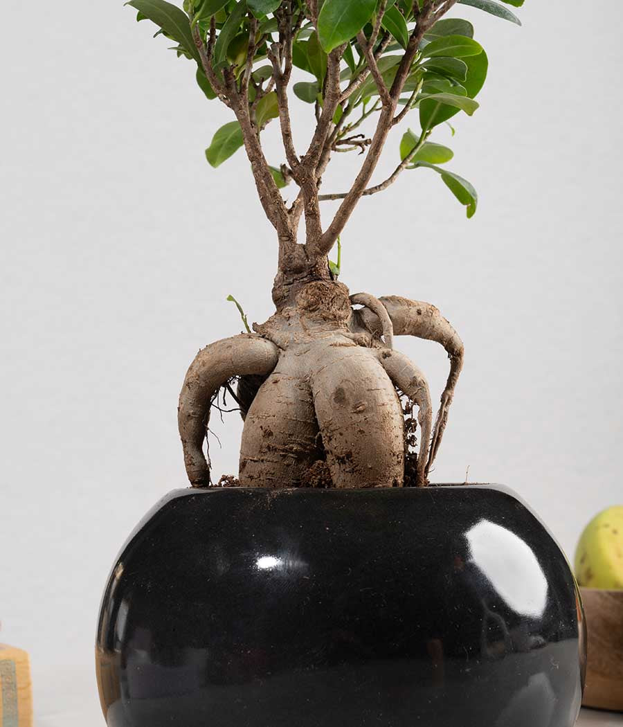 Ficus Bonsai Plant in Round Planter