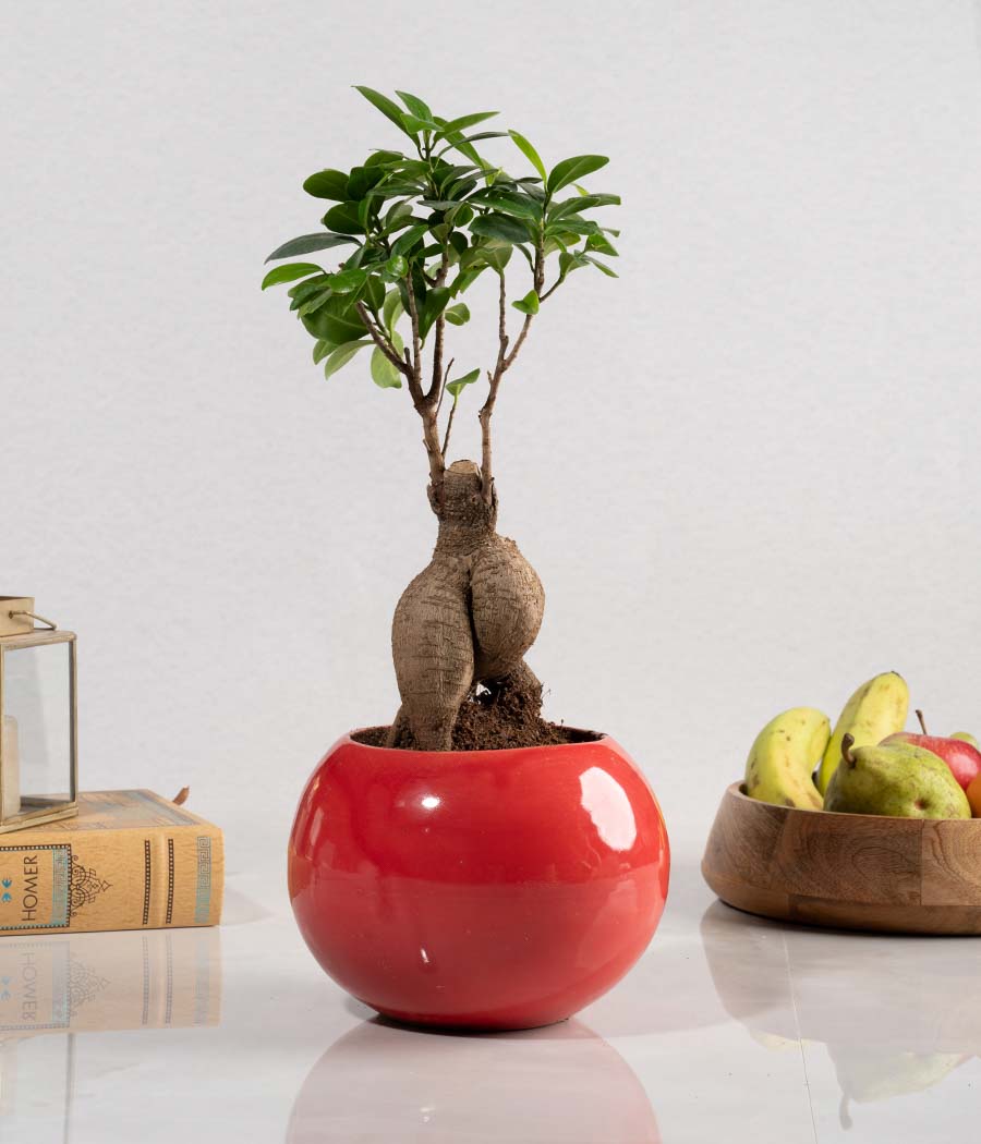 Ficus Bonsai in Round Planter