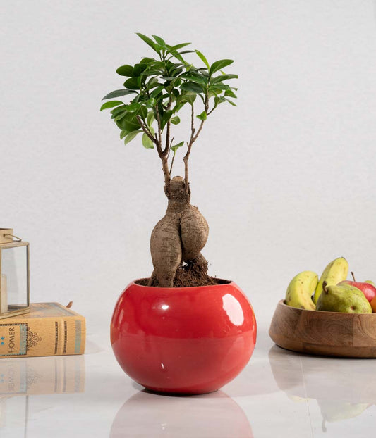 Ficus Bonsai Plant in Round Planter