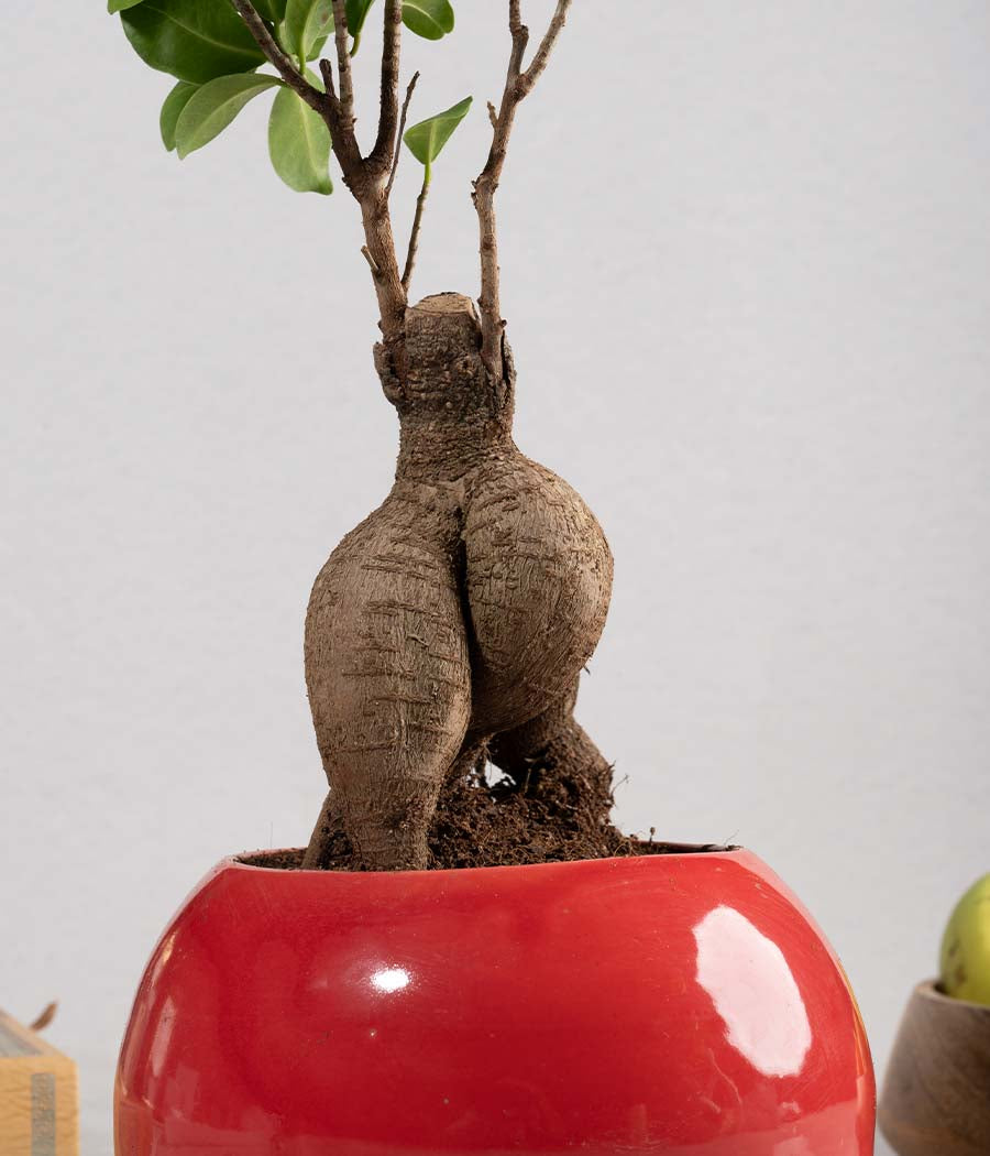 Ficus Bonsai Plant in Round Planter