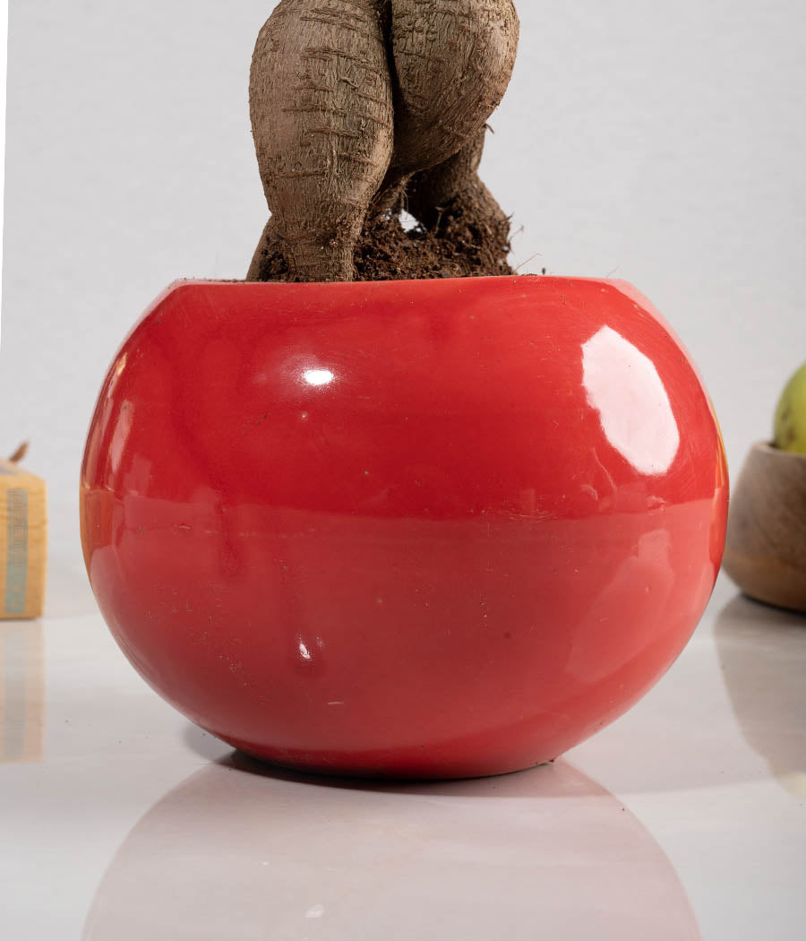 Ficus Bonsai Plant in Round Planter