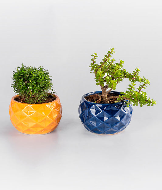 Kamini Table Plant and Jade Plant Set