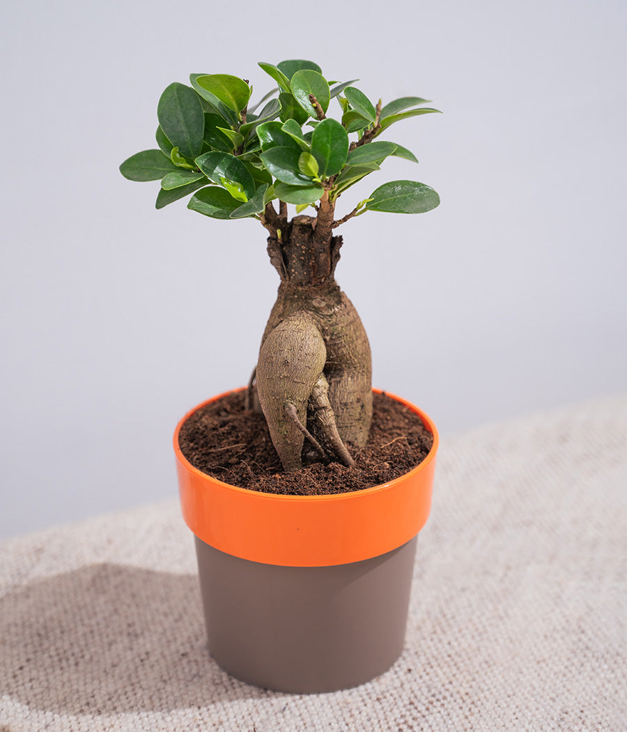 Ficus Bonsai in Sunny-side Planter
