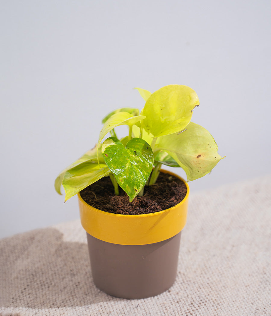 Golden Money Plant in Yellow Sunny-side Planter