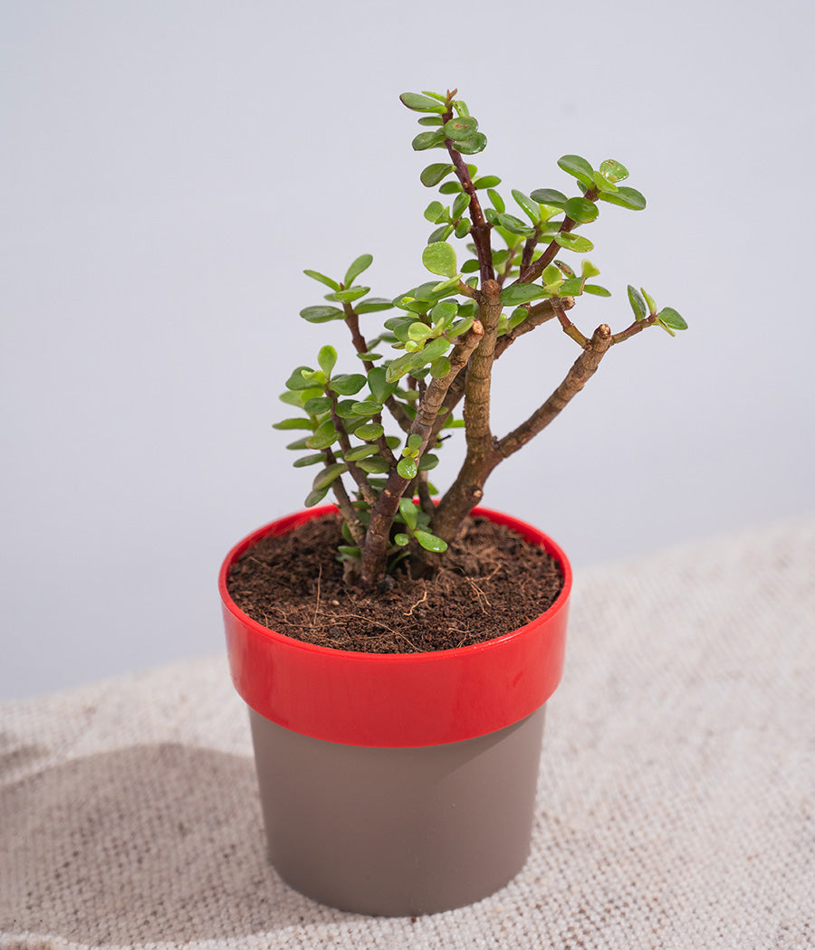 Jade Plant in Sunny-side Planter