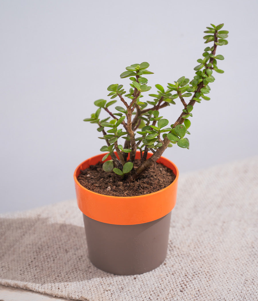 Jade Plant in Sunny-side Planter