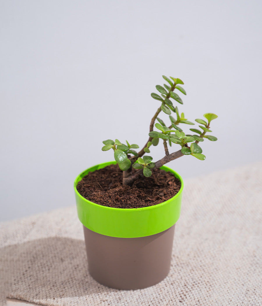 Jade Plant in Sunny-side Planter
