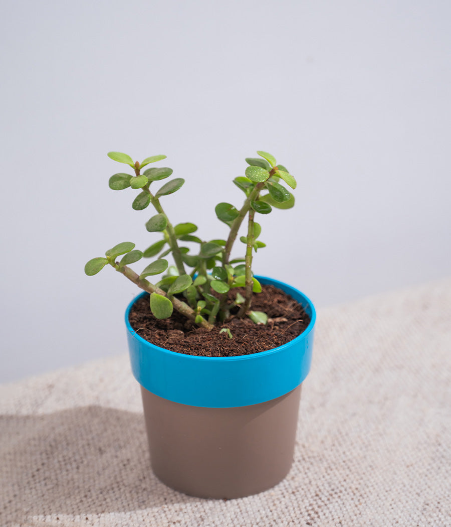 Jade Plant in Sunny-side Planter
