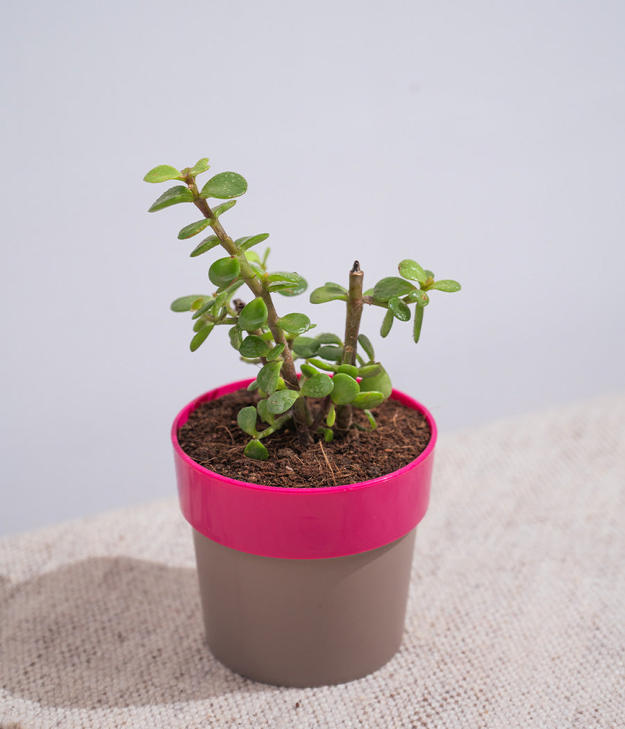 Jade Plant in Sunny-side Planter