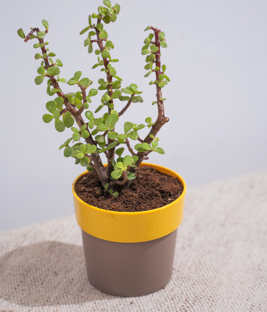 Jade Plant in Sunny-side Planter