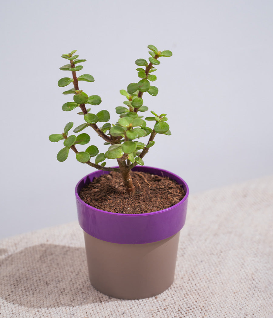 Jade Plant in Sunny-side Planter