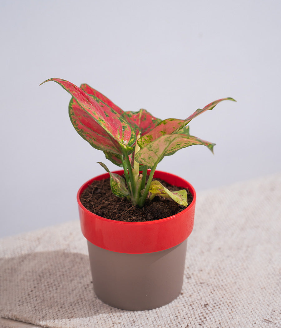 Aglaonema Valentine in Sunny-side Planter