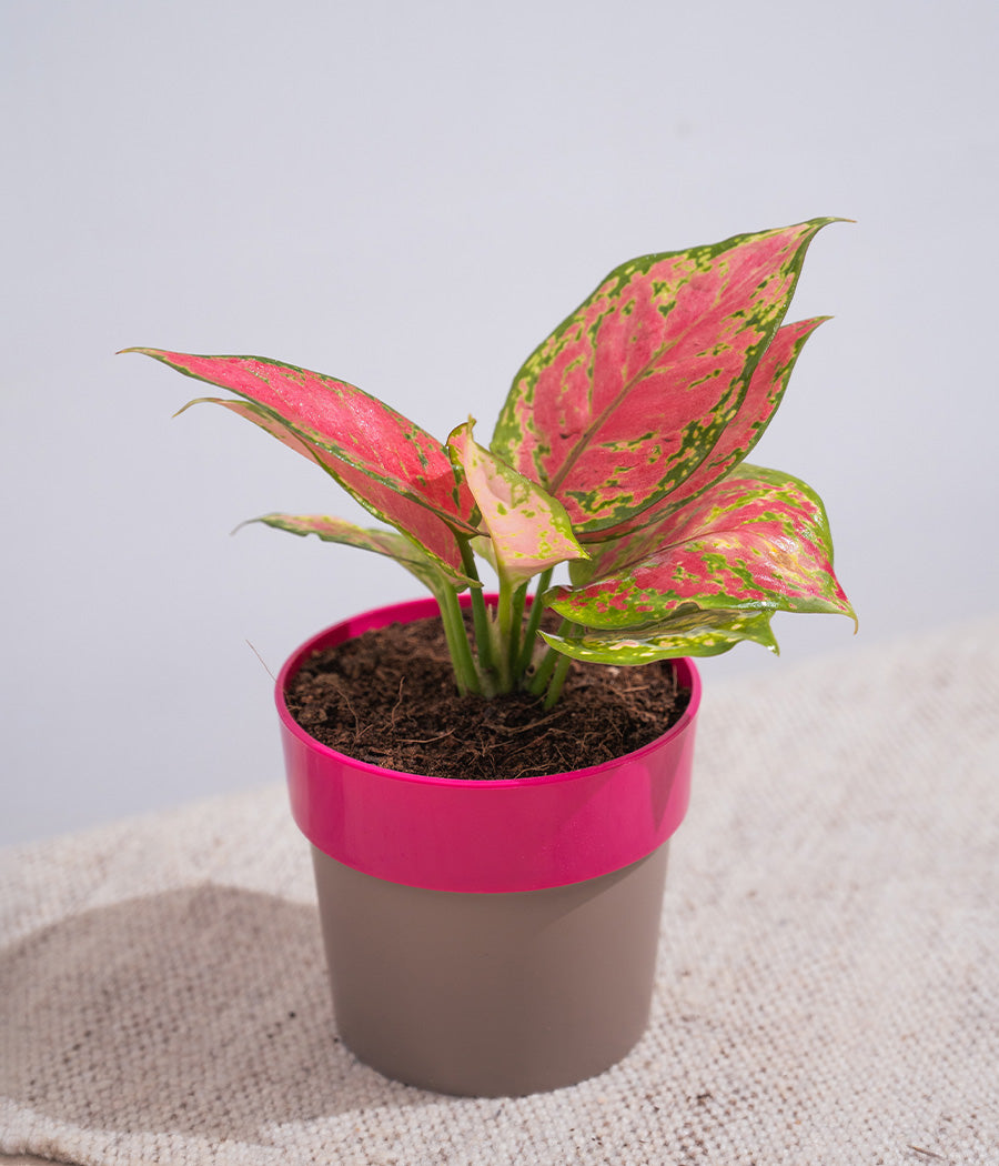 Aglaonema Valentine in Sunny-side Planter