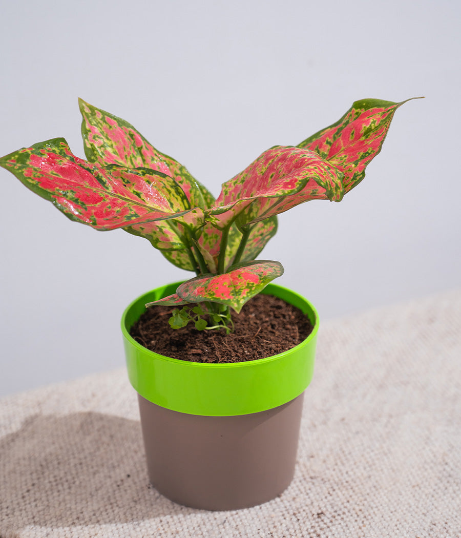 Aglaonema Valentine in Sunny-side Planter