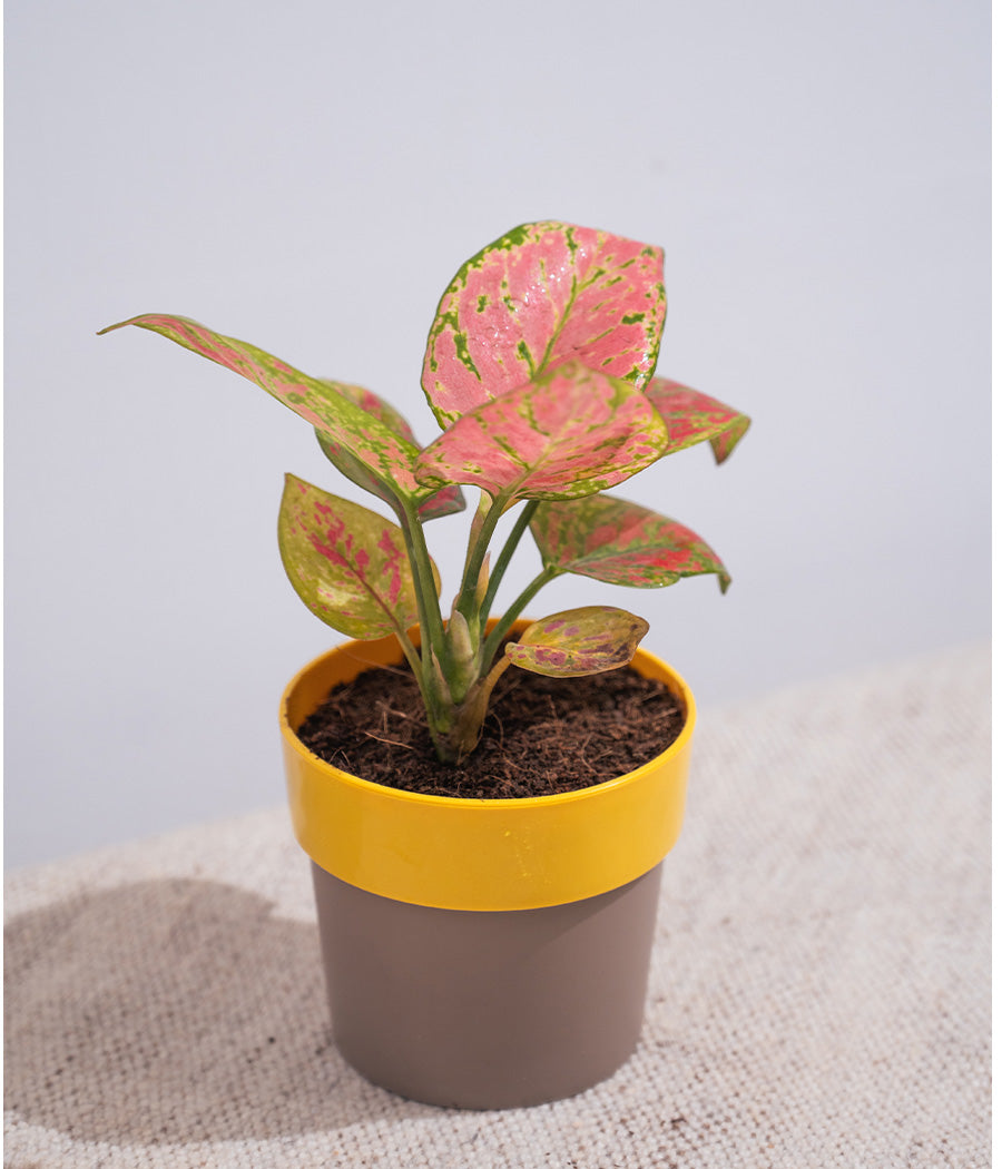 Aglaonema Valentine in Sunny-side Planter