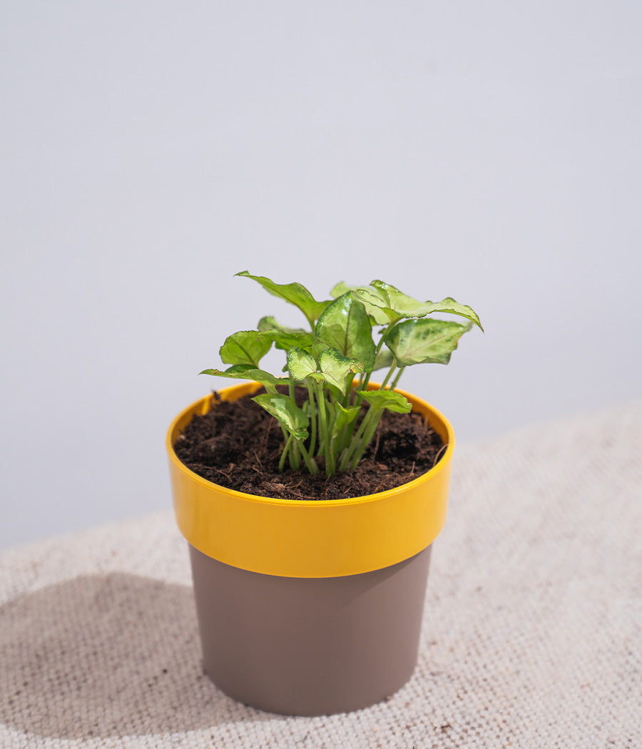 Syngonium Green in Sunny-side Planter