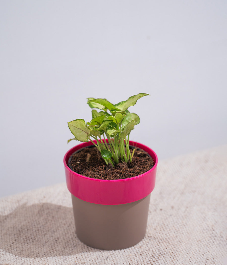 Syngonium Green in Sunny-side Planter