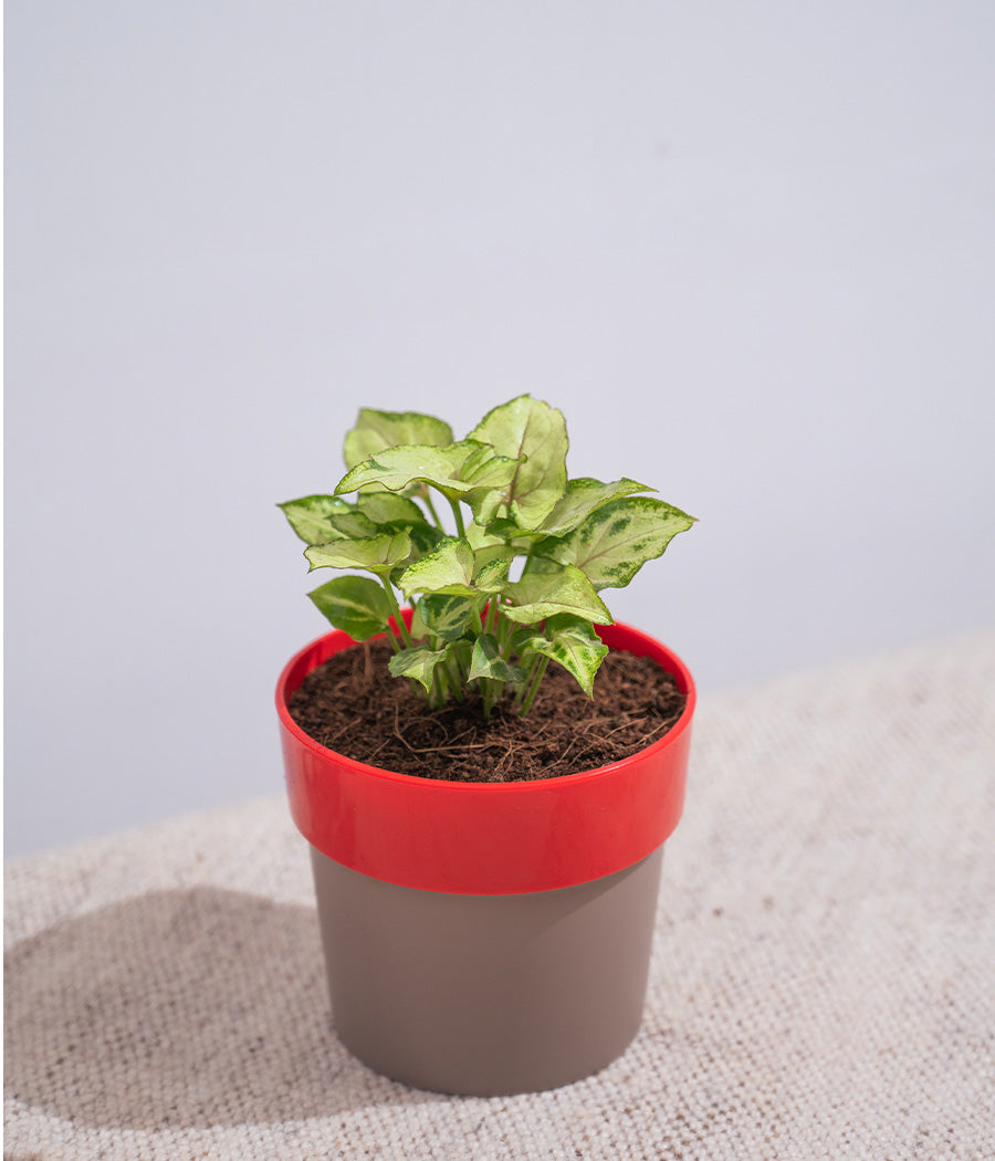 Syngonium Green in Sunny-side Planter