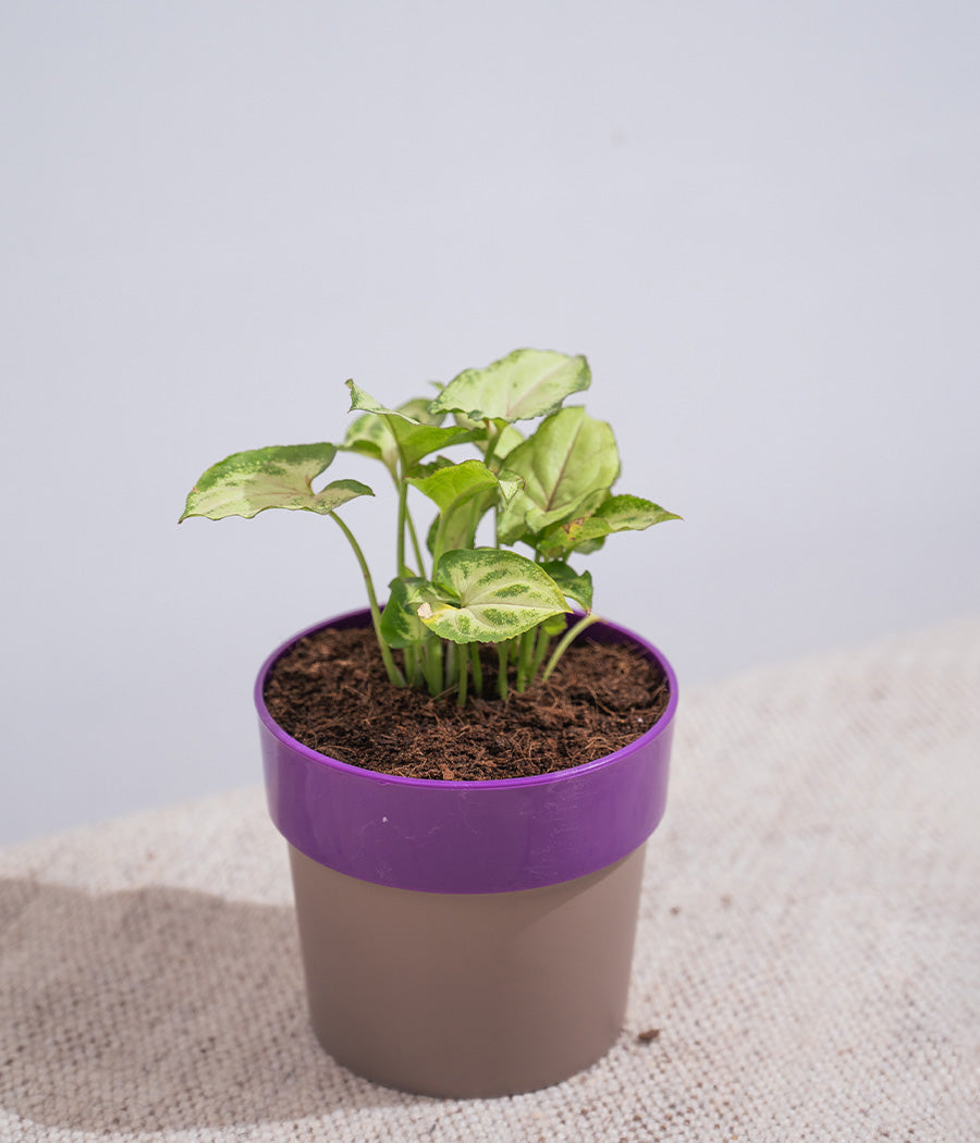 Syngonium Green in Sunny-side Planter