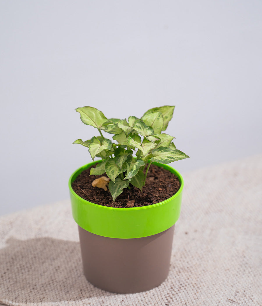 Syngonium Green in Sunny-side Planter