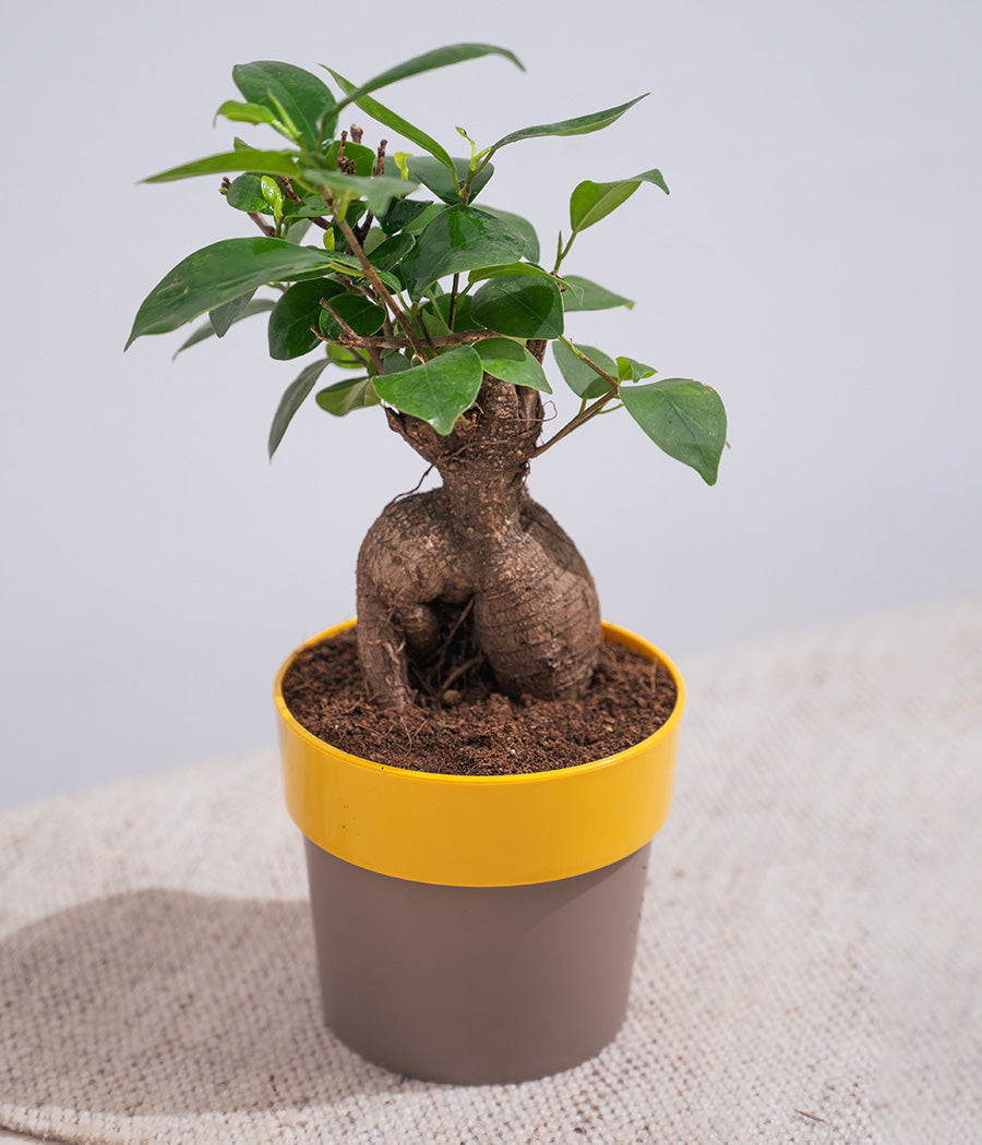 Ficus Bonsai in Sunny-side Planter