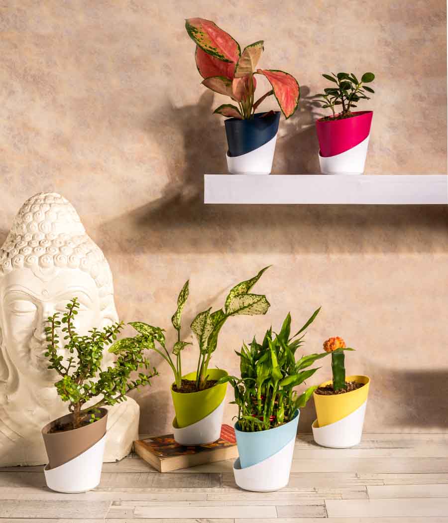Set of 6 Plants/Succulents in Self Watering Planters