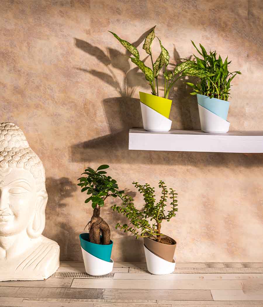 Set of 4 Plants in Self Watering Planters