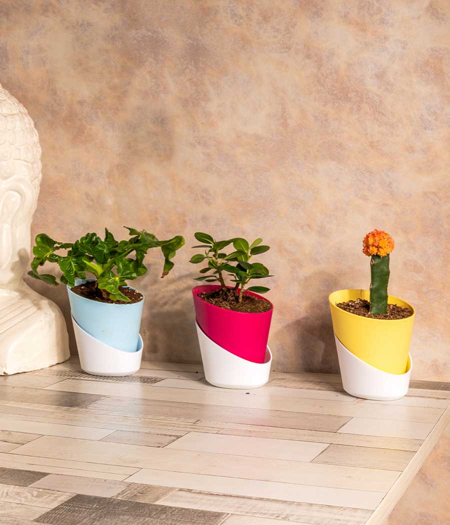 Set of 3 Plants/Succulents in Self Watering Planters