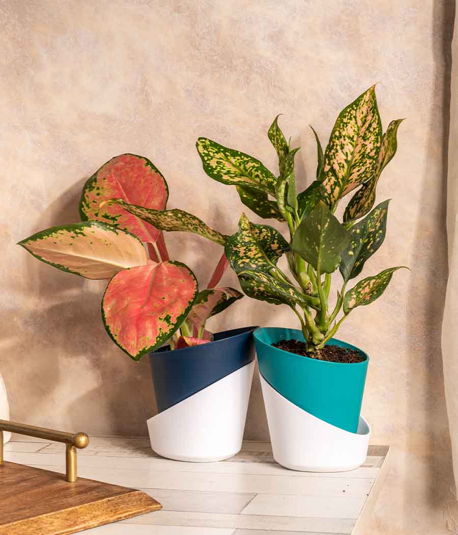 Set of 2 Plant/Succulent in Self Watering Planters