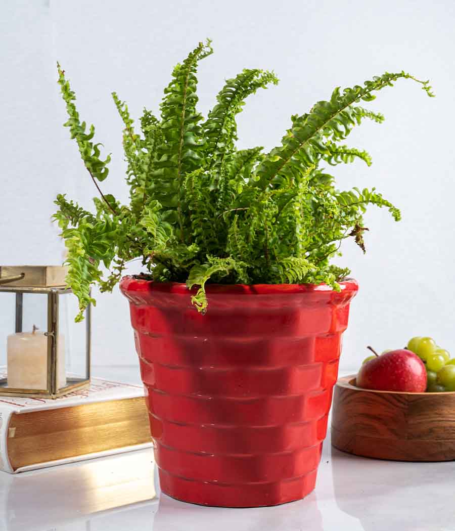 Bird's Nest Fern Plant in Red Brick Ceramic Planter