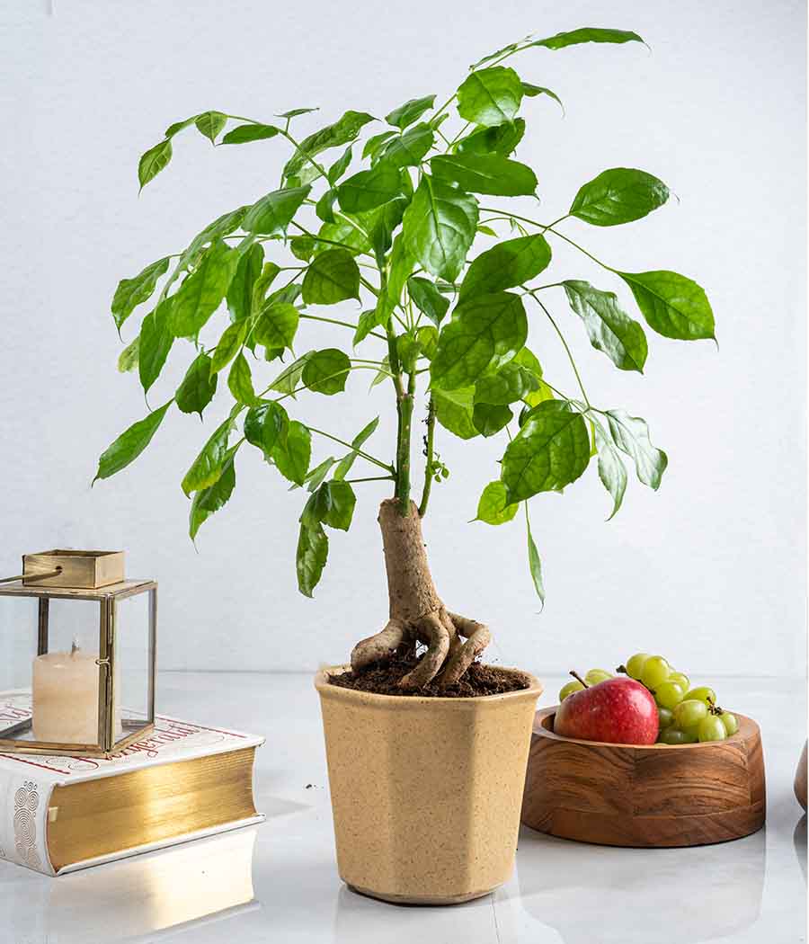 Radermachera China Doll Plant in Ceramic Planter