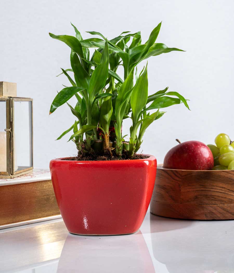 2 Layer Lucky Bamboo in Heart-shaped Red Ceramic Pot