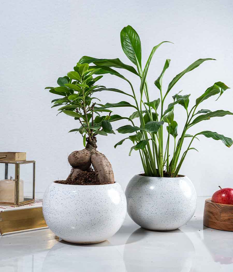 Set of 2 : Ficus Bonsai Plant + Peace Lily Plant in White Ceramic Planters
