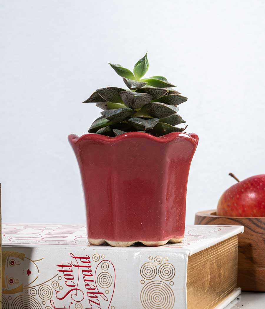 Echeveria Succulent Plant in Small Ceramic Pot