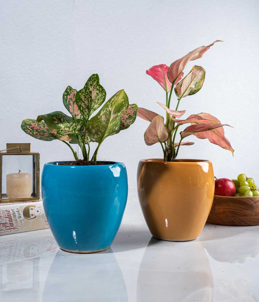 Aglaonema Pink Plant + Aglaonema Valentine in Ceramic Planter