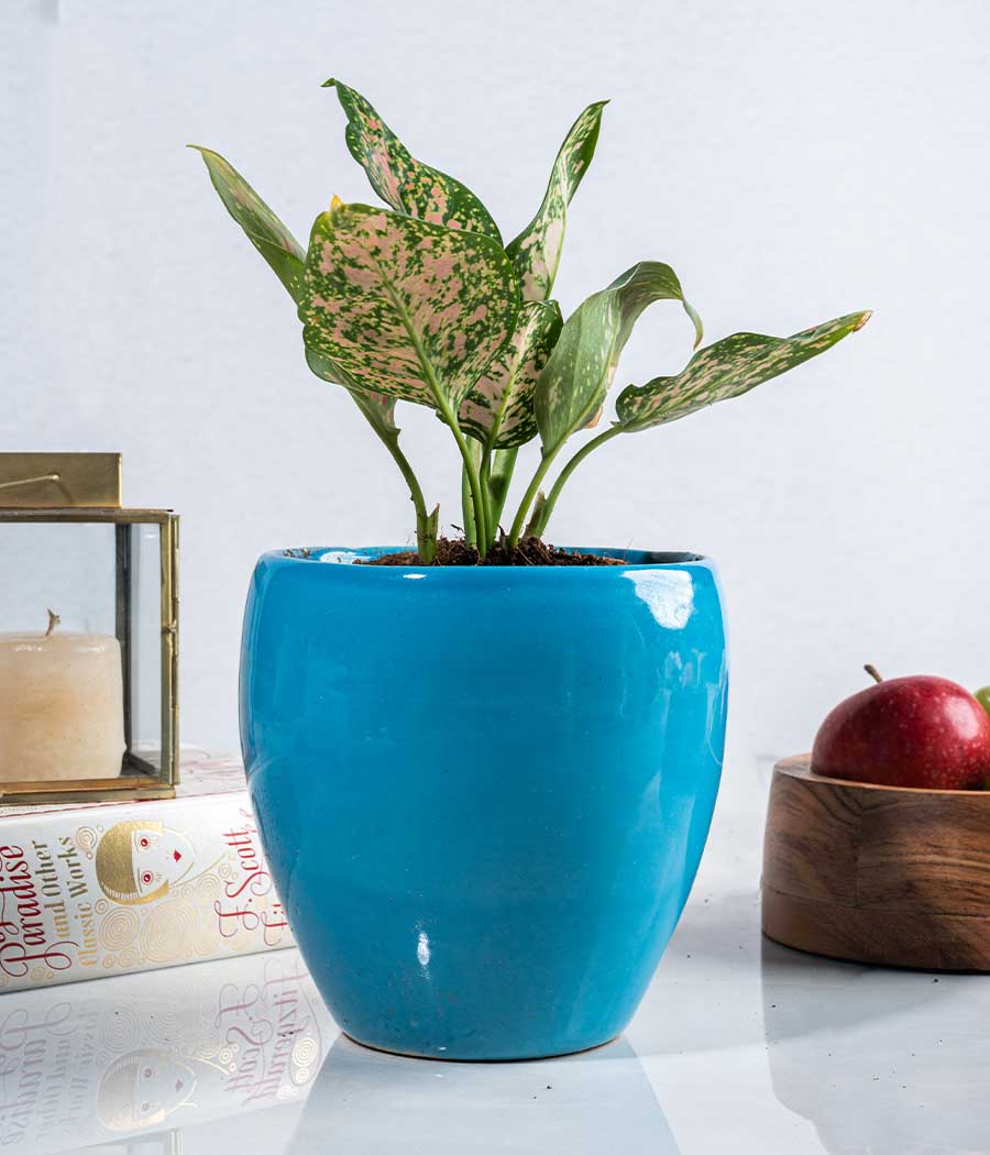 Aglaonema Pink Plant in Ceramic Planter